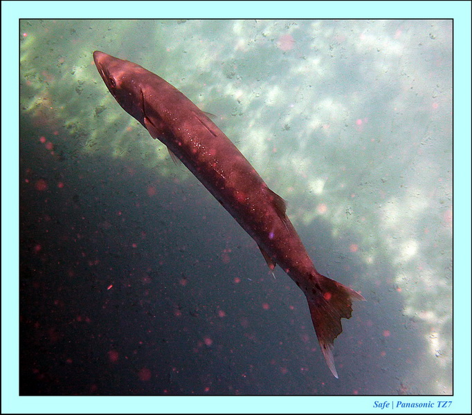 2011 - 08 - Borneo - Mataking 35